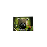 Whipsnade Zoo Red Panda Photo Magnet