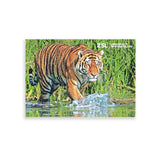 Amur Tiger London Zoo | Whipsnade Zoo Postcard