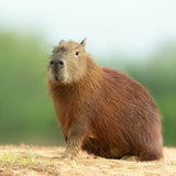 Capybara Adoption