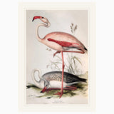 Flamingo ZSL Heritage Print