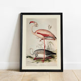 Flamingo ZSL Heritage Print