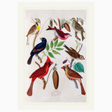 Finches ZSL Heritage Print
