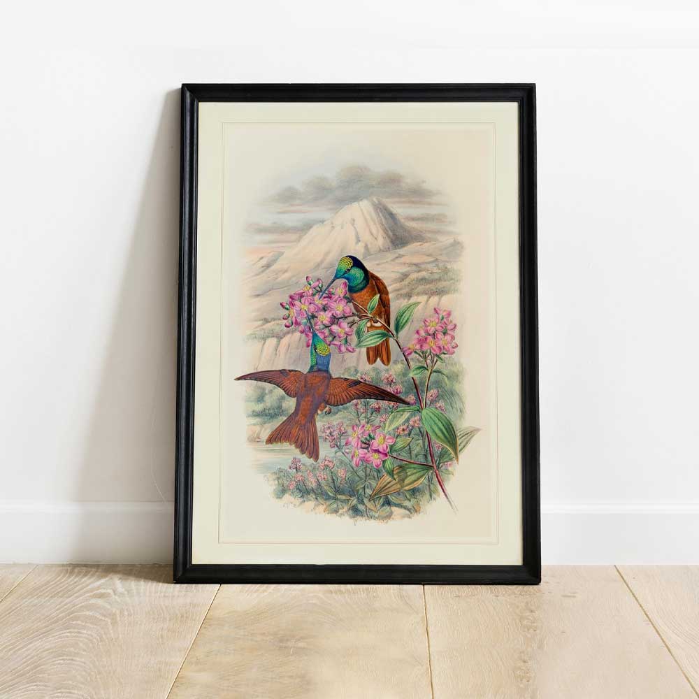 Hummingbird ZSL Heritage Print