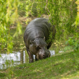 Hippo Adoption