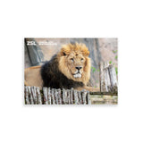 Asiatic Lion London Zoo | Whipsnade Zoo Postcard