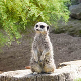 Meerkat Adoption