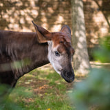 Okapi Adoption