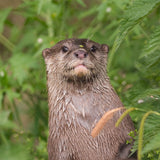 Otter Adoption