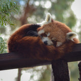 Red Panda Adoption