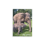 Asiatic Elephant & Calf London Zoo | Whipsnade Zoo Postcard