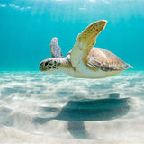Turtle Adoption