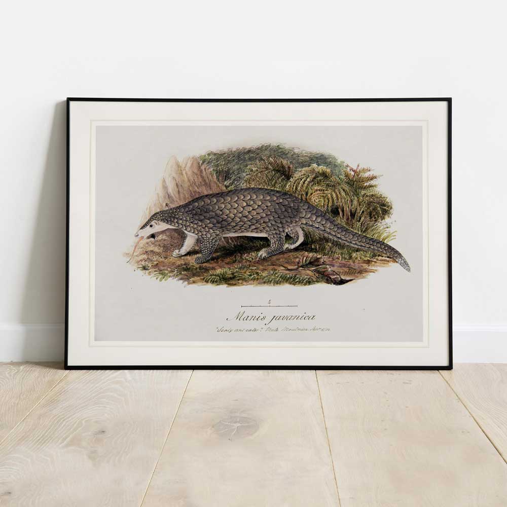 Pangolin ZSL Heritage Print