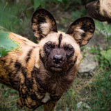 African Wild Dog Adoption
