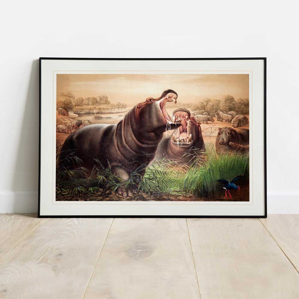 Hippopotamus ZSL Heritage Print