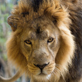 Lion Adoption