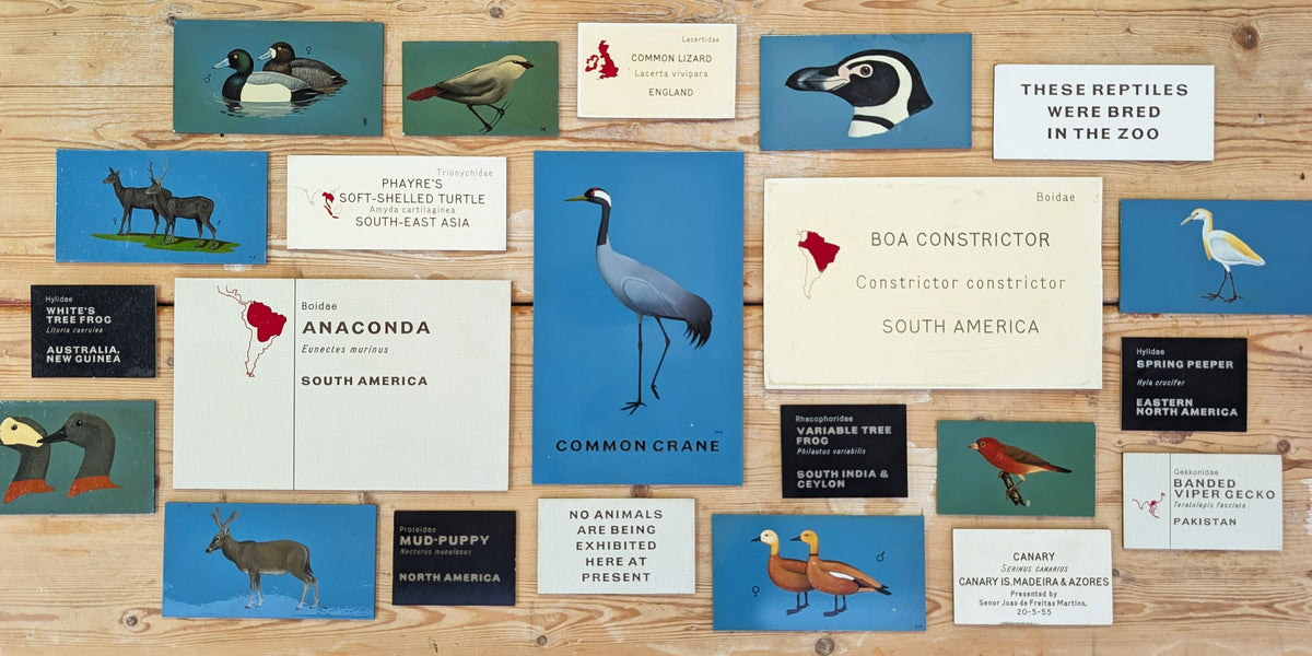 Zoo Artefacts