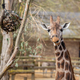 Giraffe Adoption