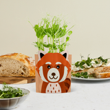 Red Panda Greens and Greetings Growing Kit