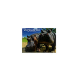 Whipsnade Zoo Hippo Photo Magnet