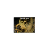 London Zoo Sloth and Baby Photo Magnet
