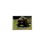 London Zoo Tortoise Photo Magnet