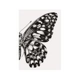 Butterfly Monochrome Drawing Greetings Card