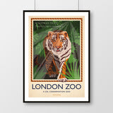 London Zoo Tiger Poster