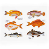 Judgy Fish Puzzle, 1000 Pieces