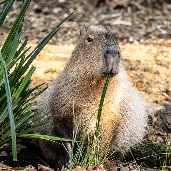 Capybara sitting on the ground with grass in its mouth