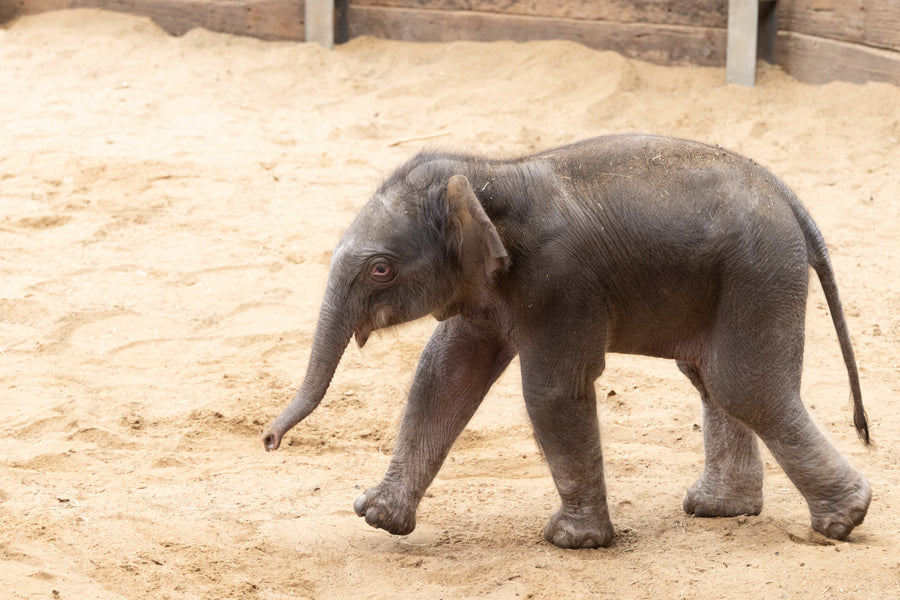 Adopt an Elephant | ZSL Shop