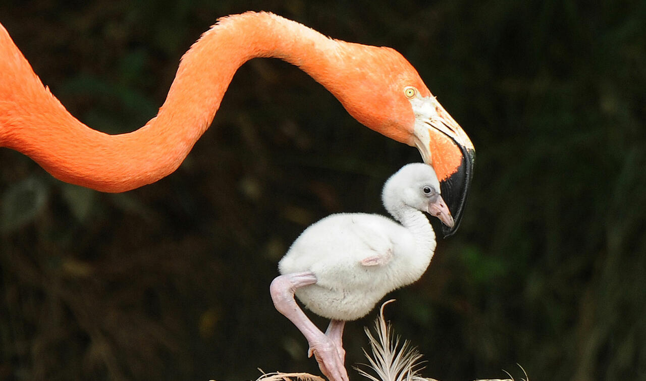 Adoption Flamingos | ZSL Shop