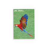 Scarlet Macaw London Zoo | Whipsnade Zoo Postcard