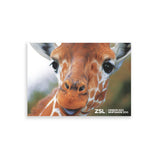 Giraffe Face London Zoo | Whipsnade Zoo Postcard