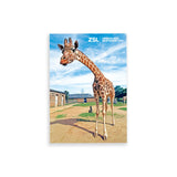 Standing Giraffe London Zoo | Whipsnade Zoo Postcard