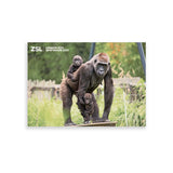 Gorilla Family London Zoo | Whipsnade Zoo Postcard