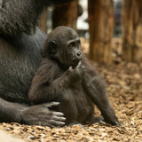 Gorilla Adoption