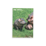 Hippo & Calf London Zoo | Whipsnade Zoo Postcard