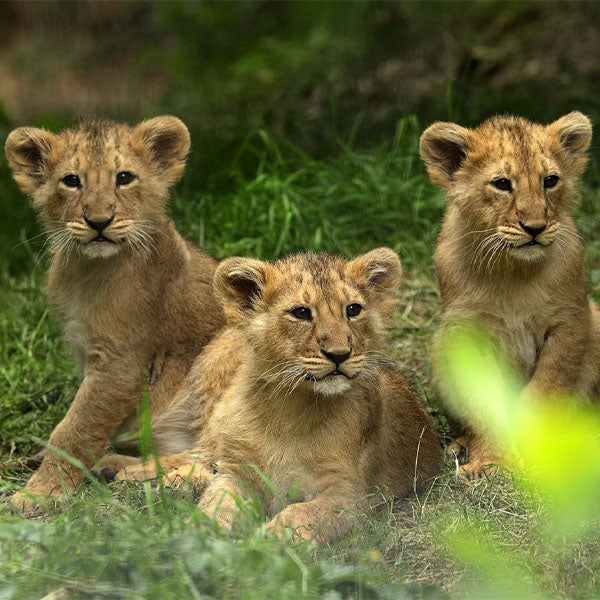 Three lion cubs sitting in a grassy area