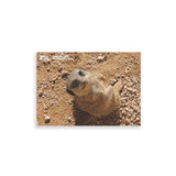 Meerkat London Zoo | Whipsnade Zoo Postcard