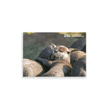 Oriental Small Clawed Otters London Zoo | Whipsnade Zoo Postcard
