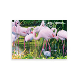 Flamingos & Chick London Zoo | Whipsnade Zoo Postcard