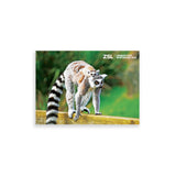 Ring Tailed Lemur & Baby London Zoo | Whipsnade Zoo Postcard