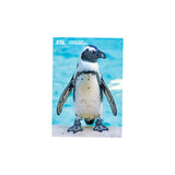 African Penguin London Zoo | Whipsnade Zoo Postcard