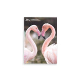 Flamingos Heart | London Zoo | Whipsnade Zoo Postcard