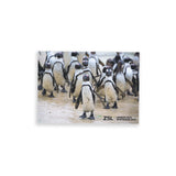 Penguin Waddle London Zoo | Whipsnade Zoo Postcard