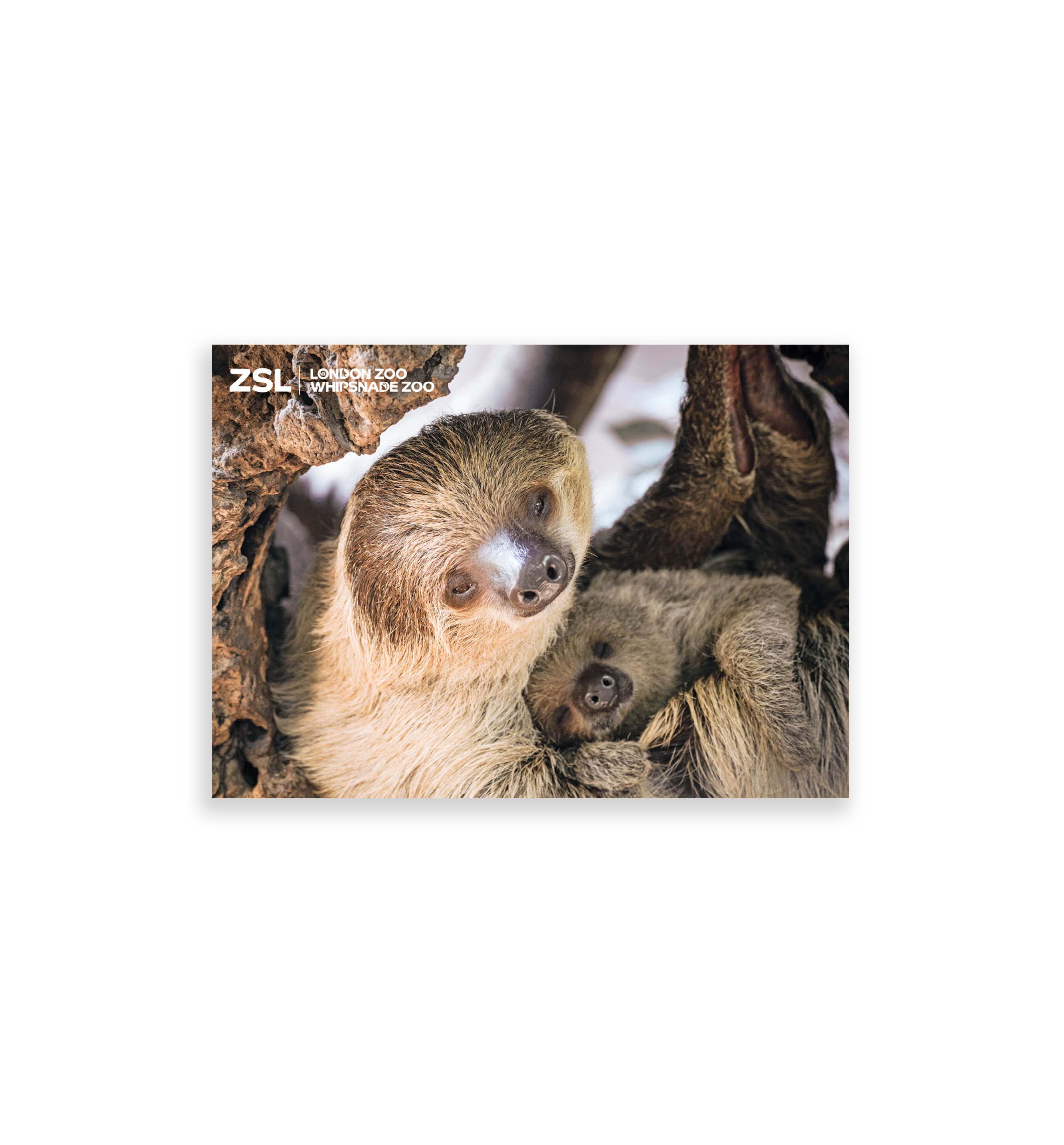 Two-Toed Sloth & Baby London Zoo | Whipsnade Zoo Postcard | ZSL Shop