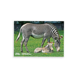 Zebra & Foal London Zoo | Whipsnade Zoo Postcard