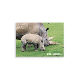 White Rhino & Calf London Zoo | Whipsnade Zoo Postcard