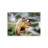 Squirrel Monkeys London Zoo | Whipsnade Zoo Postcard