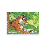 Sumatran Tiger & Cub London Zoo | Whipsnade Zoo Postcard